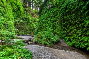 Fern Canyon-3140.jpg Fern Canyon-3140.jpg